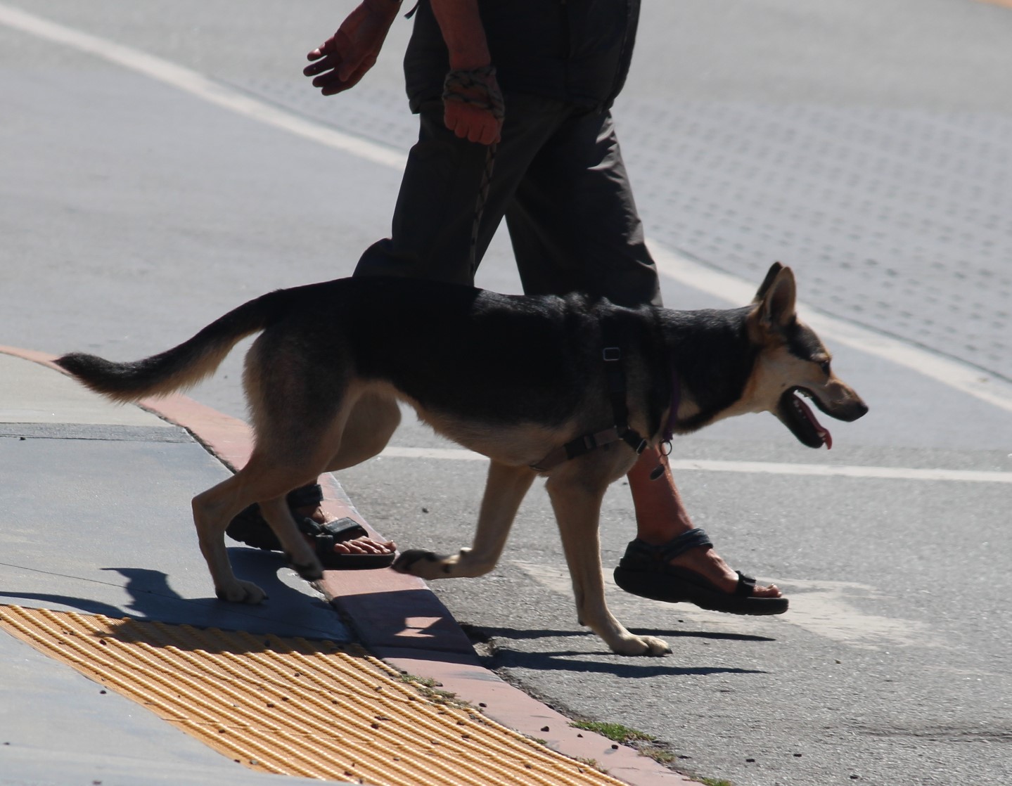 Animal Behaviour Advice Animal Training